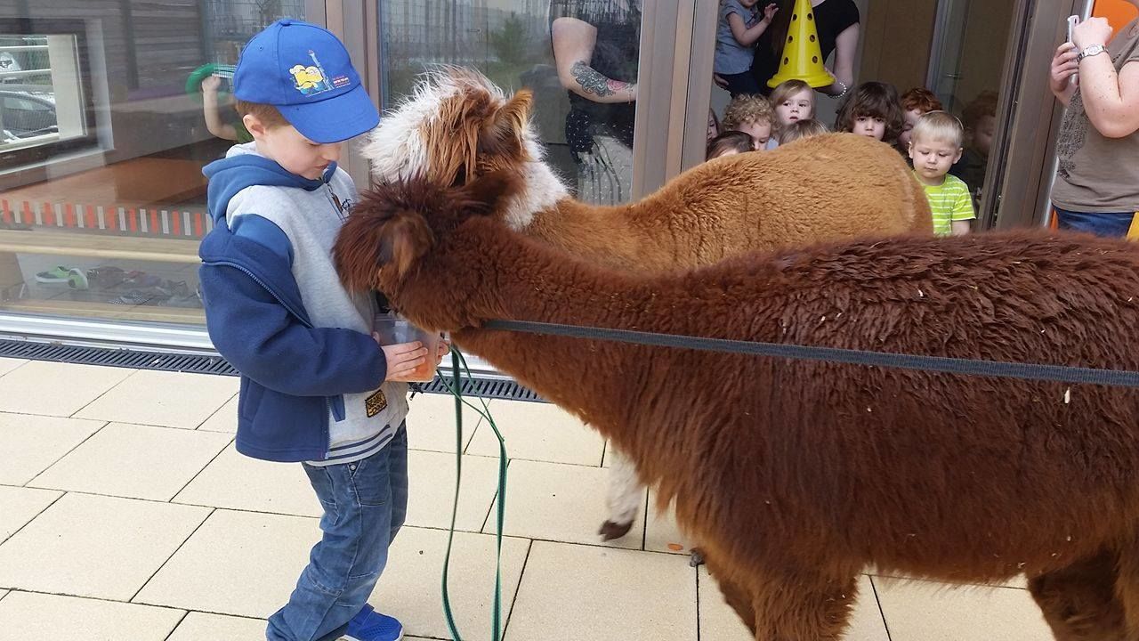 Ein Junge füttert zwei braune Alpakas